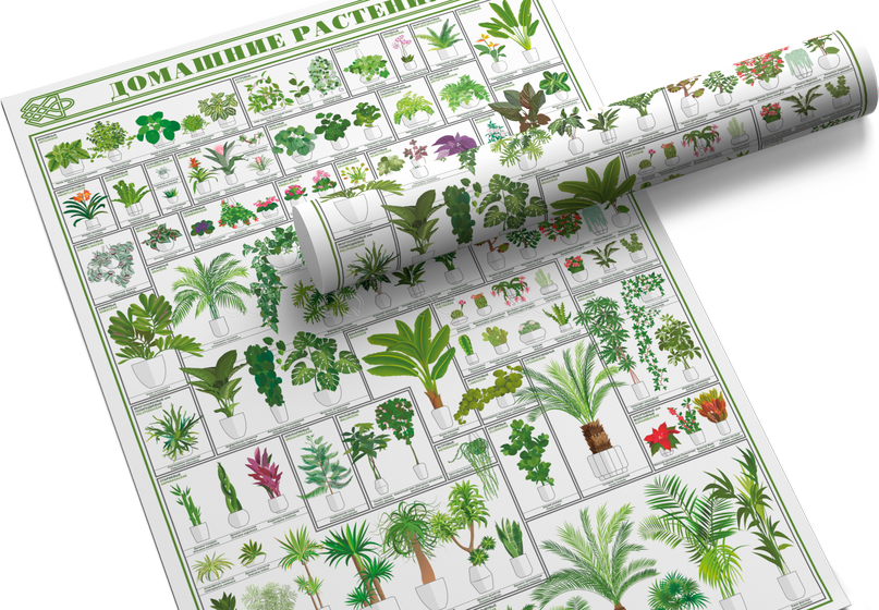 Плакат с растениями