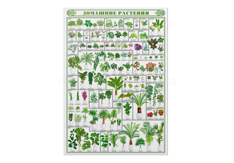 Детали плаката Комнатные растения