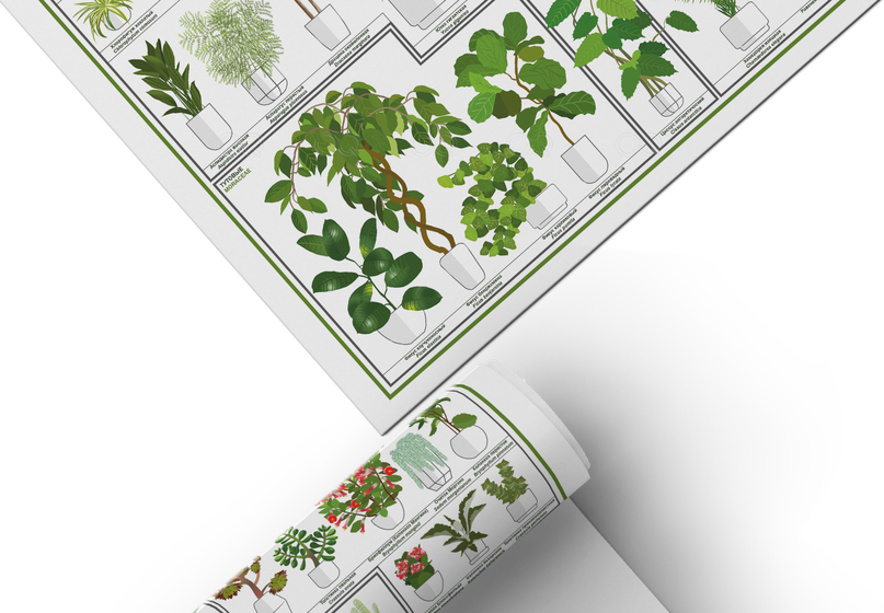 Постер с домашними растениями