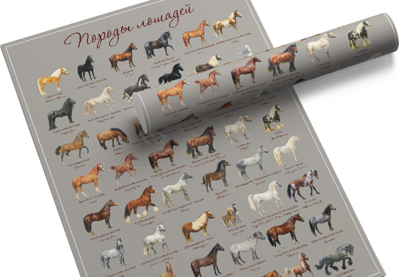Плакат породы лошадей