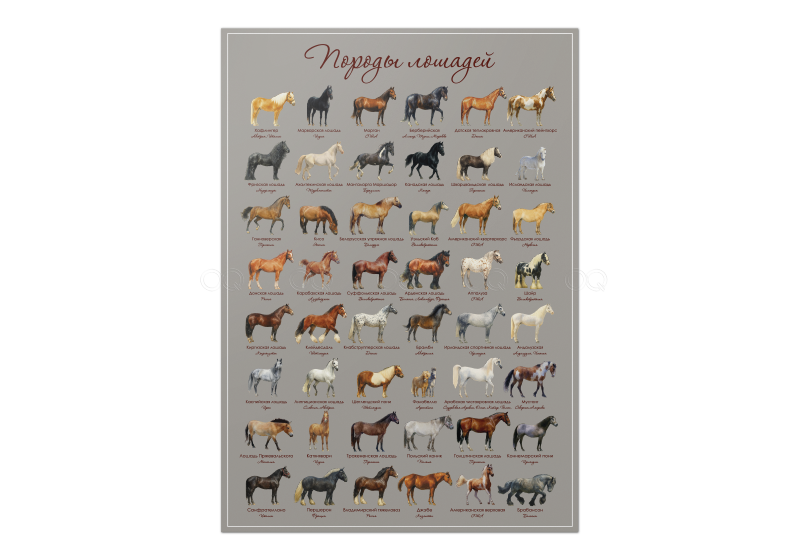 Детали плаката породы лошадей