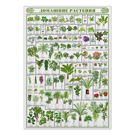 Домашние растения