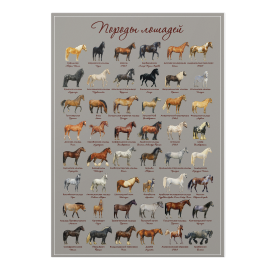 Породы лошадей