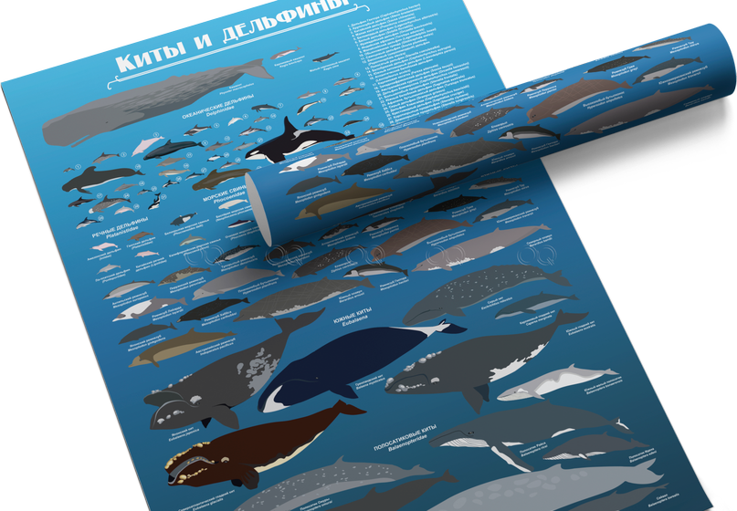 Плакат с китами и дельфинами