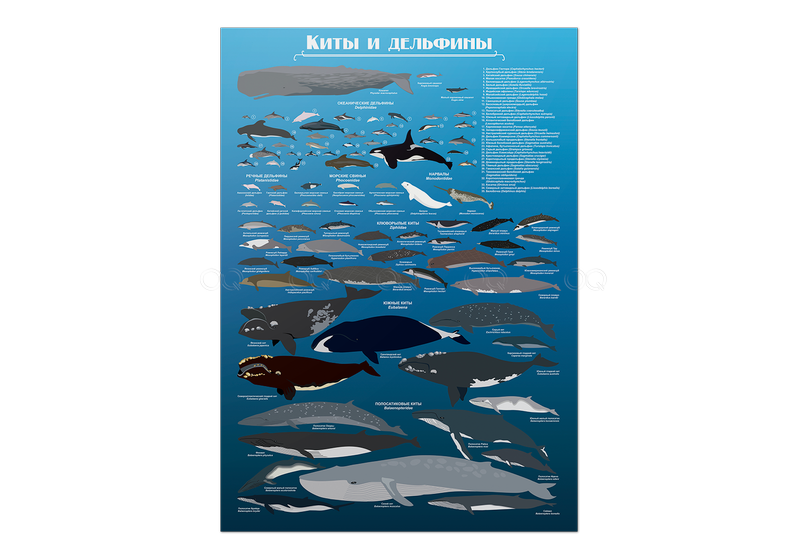 Детали плаката Киты и дельфины